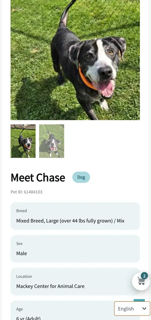 Michigan Humane adoptable pet profile on mobile